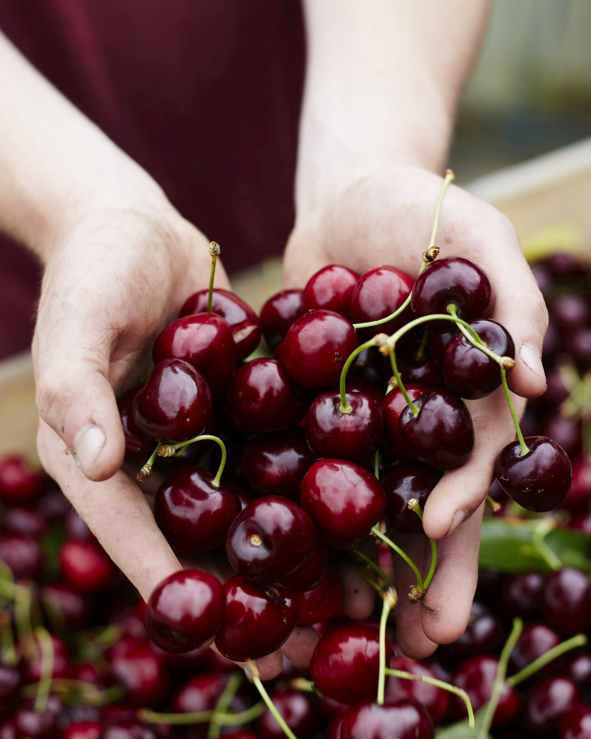 Premium Cherries, 2kg